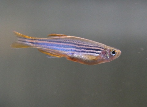 ジャイアントダニオの魚種のプロフィール