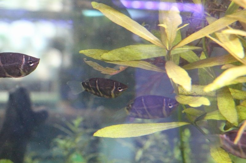 淡水熱帯魚が入荷しました アクアマリン 淡水熱帯魚が入荷しました アクアマリン