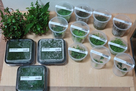 Adaから水草が到着しました アクアマリン Adaから水草が到着しました アクアマリン