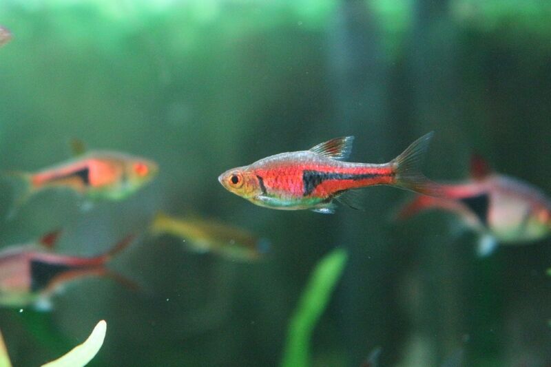 ラスボラエスペイのご紹介です アクアマリン