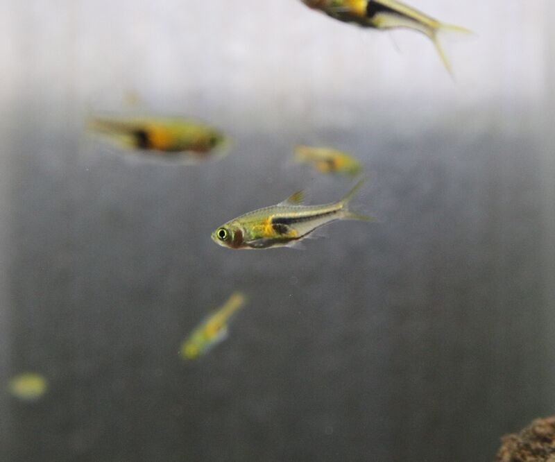 ラスボラエスペイのご紹介です アクアマリン