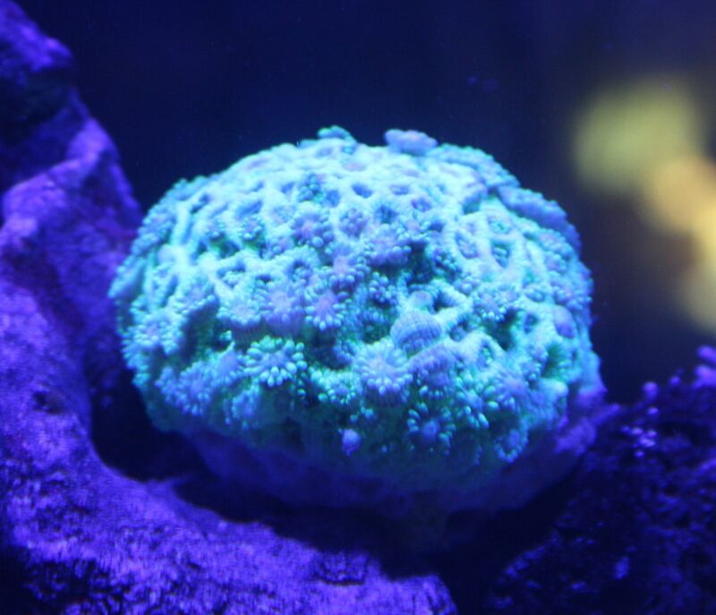 カラフルなサンゴが入荷しました アクアマリン