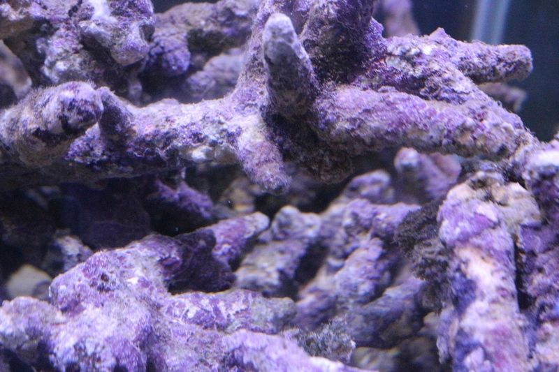 海水魚 サンゴ ライブロック アクアマリン