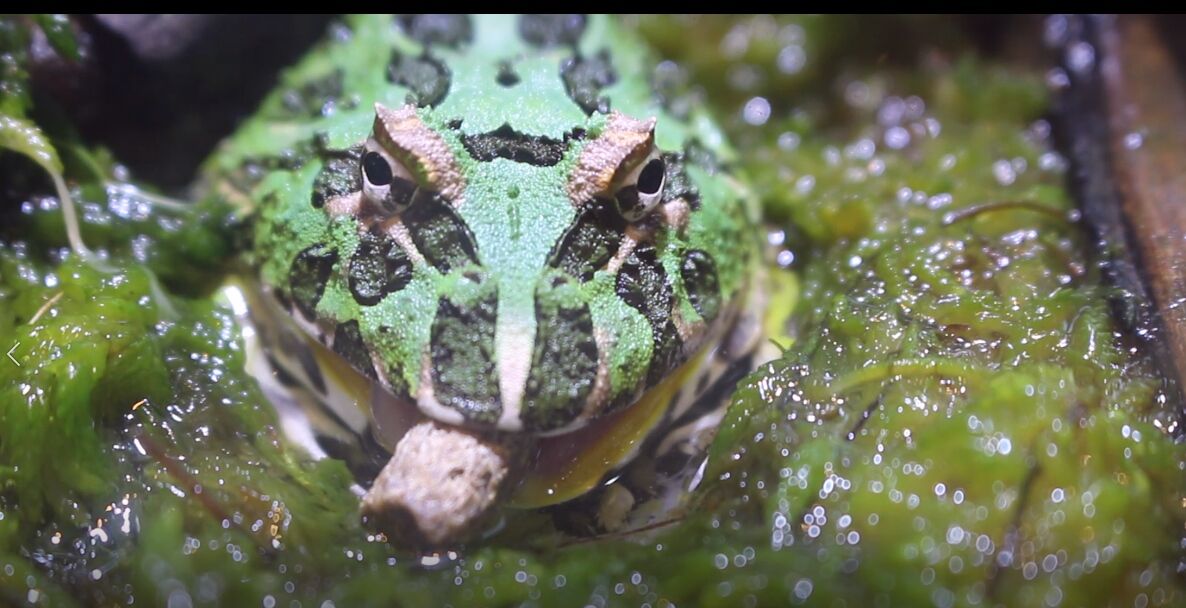 クラウンウェルツノガエルに人工餌を与えてみました アクアマリン