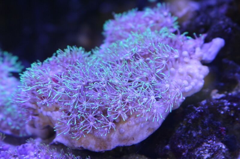 カラフルなサンゴが入荷しました アクアマリン