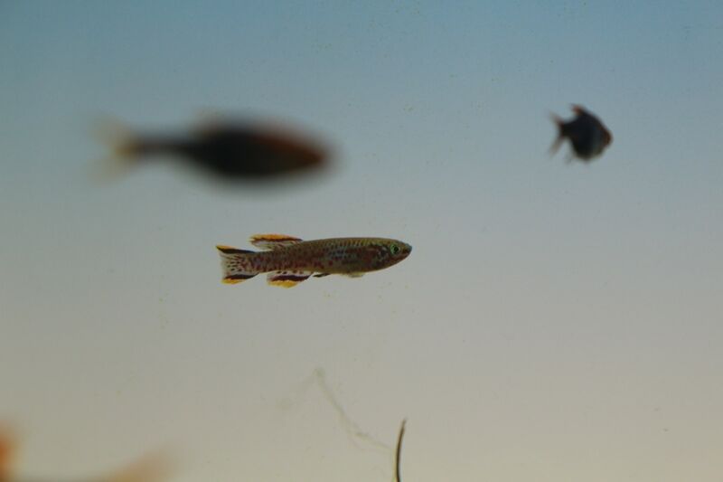 12月日の入荷情報です アクアマリン