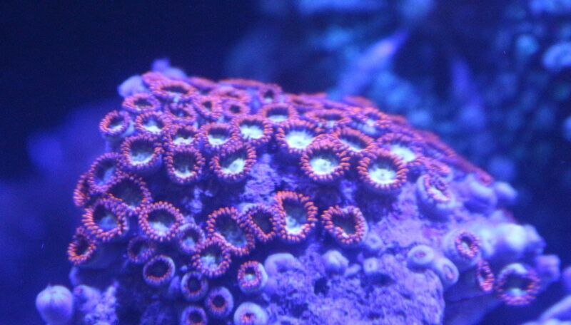 グラッシーレグナ マリン 900 海水用LED 楽天市場】ボルクスジャパン