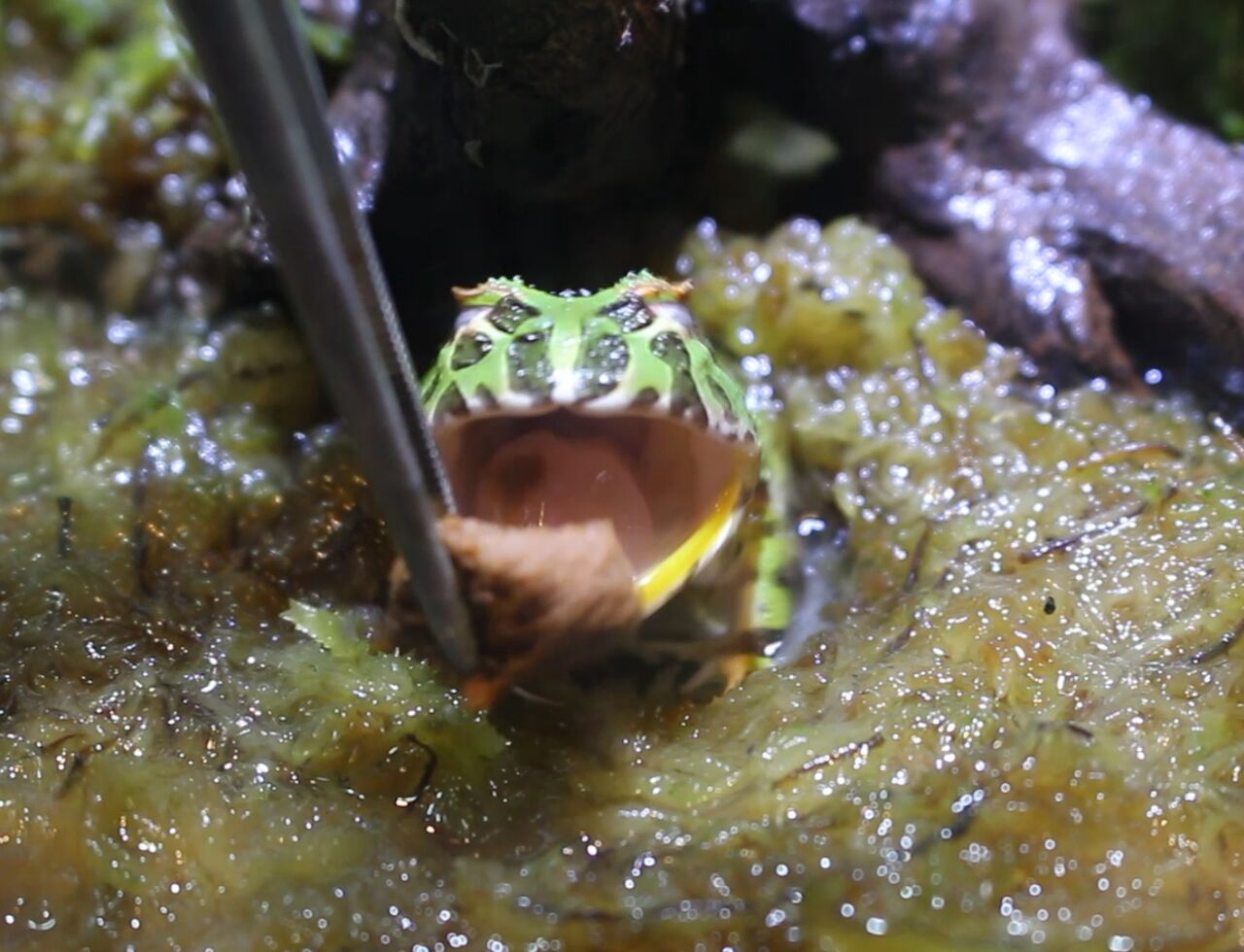 ひかりベルツノを与えてみました アクアマリン