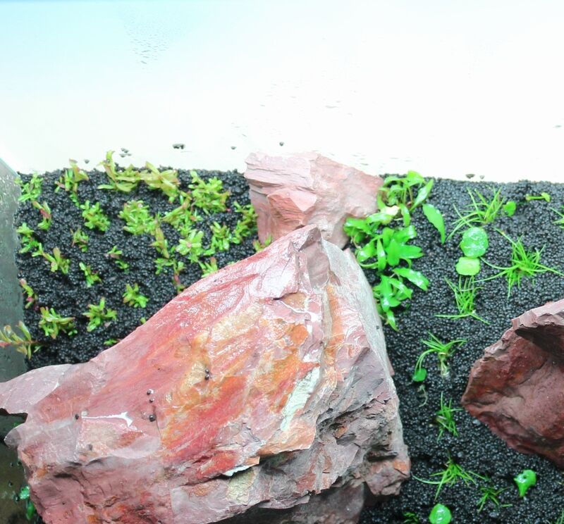 ロタラsp Hraが生長してきました アクアマリン