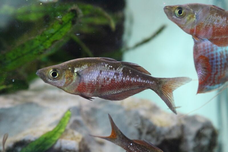 熱帯魚 レインボーフィッシュ 3cm 3匹 コームスケールレインボー Sale 59 Off コームスケールレインボー