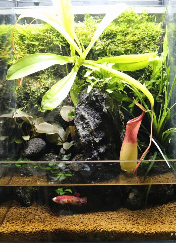 テラリウム アクアマリン