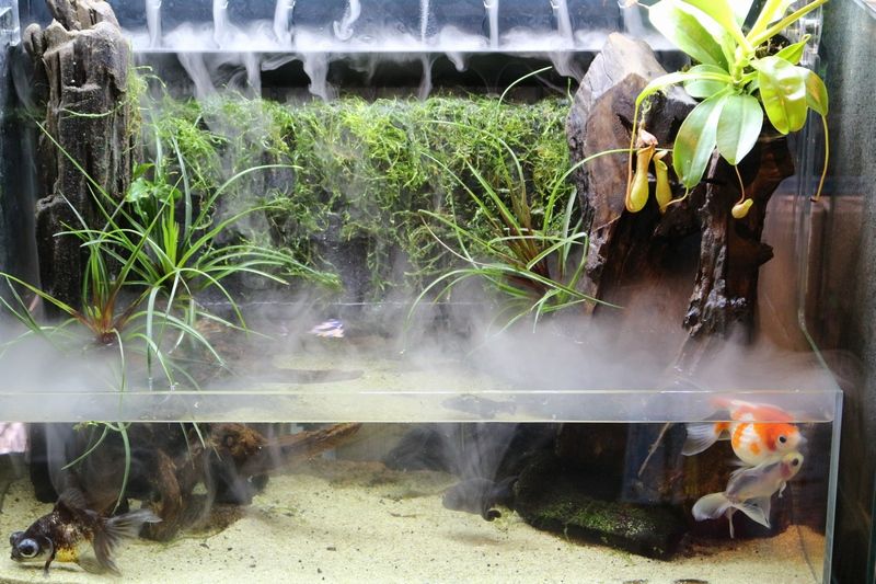 水草ミストウォールの植物が水上葉に : アクアマリン 水草ミストウォールの植物が水上葉に : アクアマリン