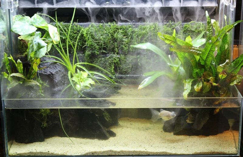 ネオグラステラH36が良い雰囲気に : アクアマリン 