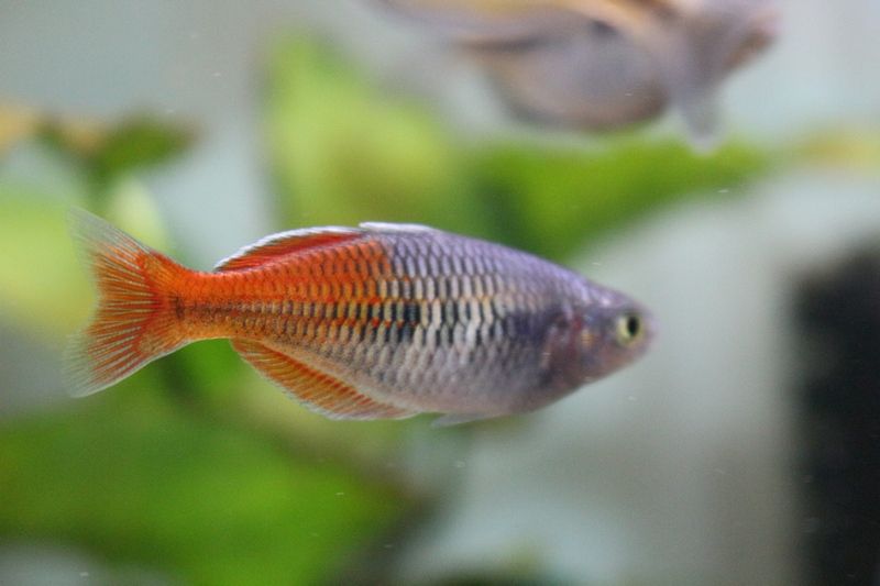 ハーフオレンジレインボーの色合いに変化が : アクアマリン