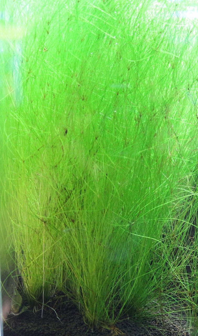 水槽の後景草に アクアマリン