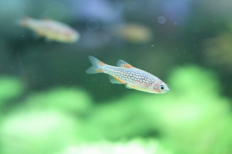 12月日の入荷情報です アクアマリン