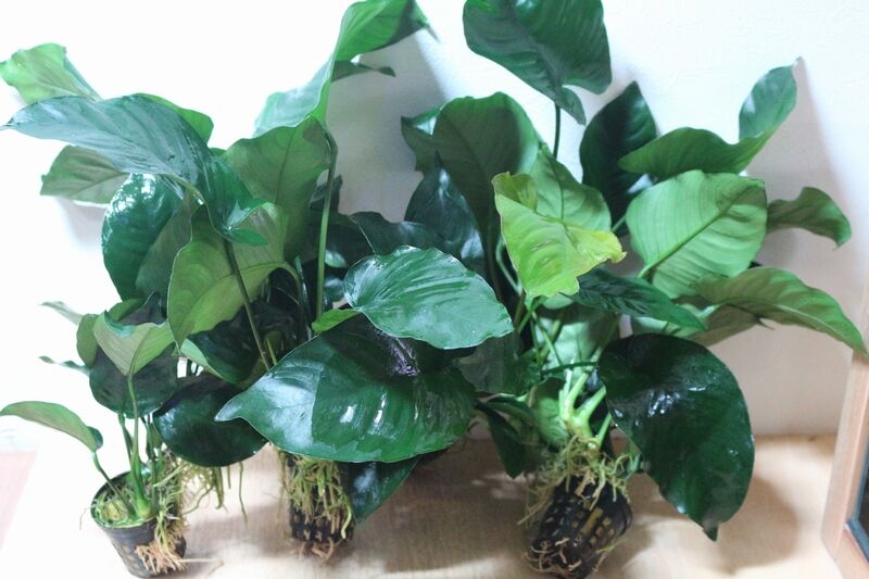 ADA PLANTS「BIO みずくさの森 65種類を一挙紹介」 | AQUA