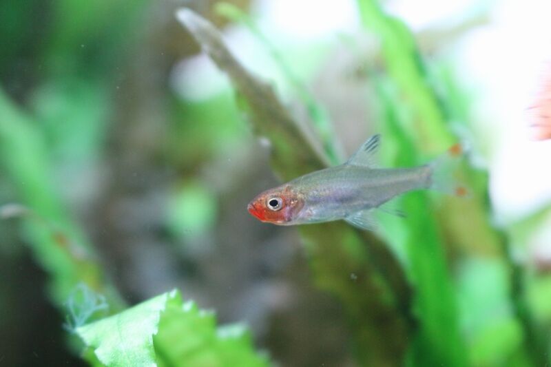 展示水槽の魚が綺麗に アクアマリン