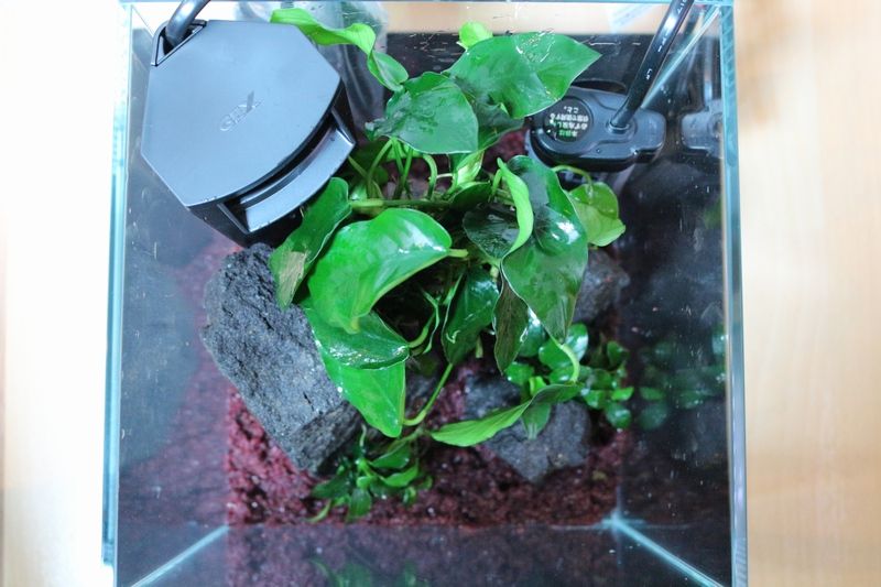 魚メインの小型水槽をレイアウトさせていただきました アクアマリン