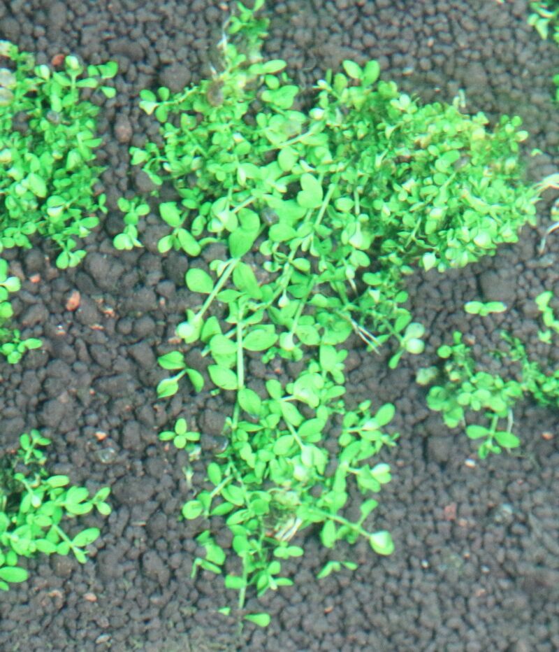 展示水槽の水草が生長してきました アクアマリン 展示水槽の水草が生長してきました アクアマリン