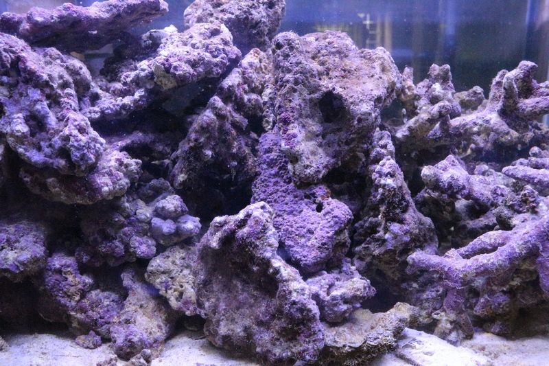 海水魚 サンゴ ライブロック アクアマリン