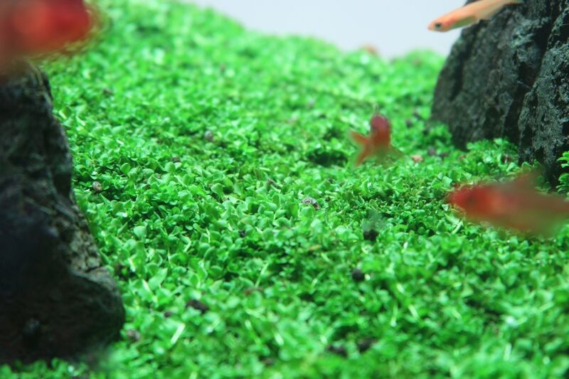 緑の絨毯が完成です アクアマリン