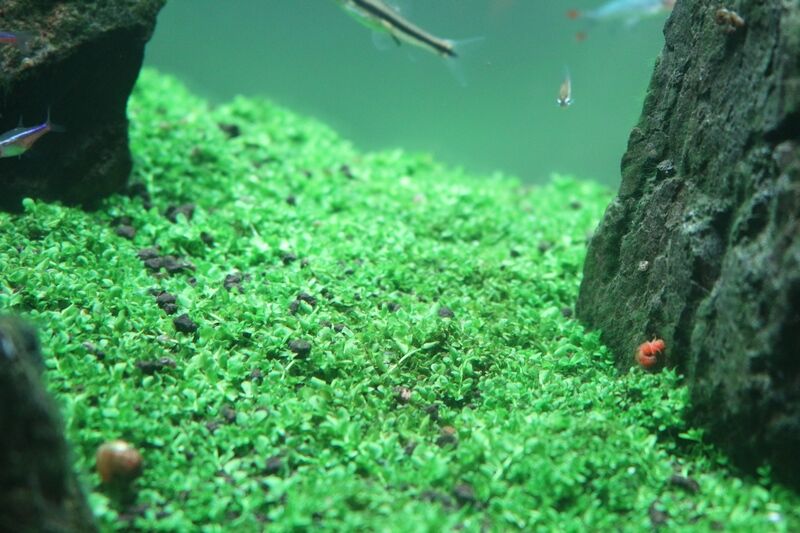 明るい緑の絨毯に アクアマリン