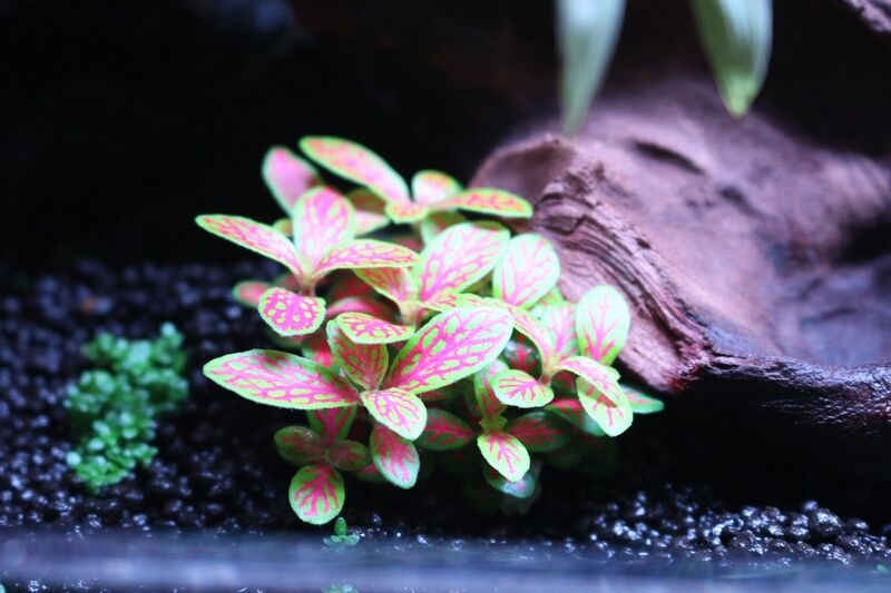 システムパルダ60の植物が生長してきました : アクアマリン