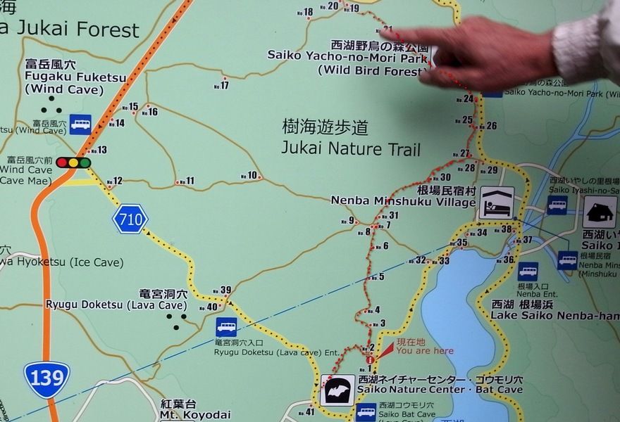 青木ヶ原樹海で植物観察 シニアの楽しみ