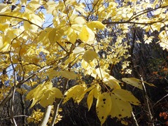 晩秋の森に輝く!R0035104