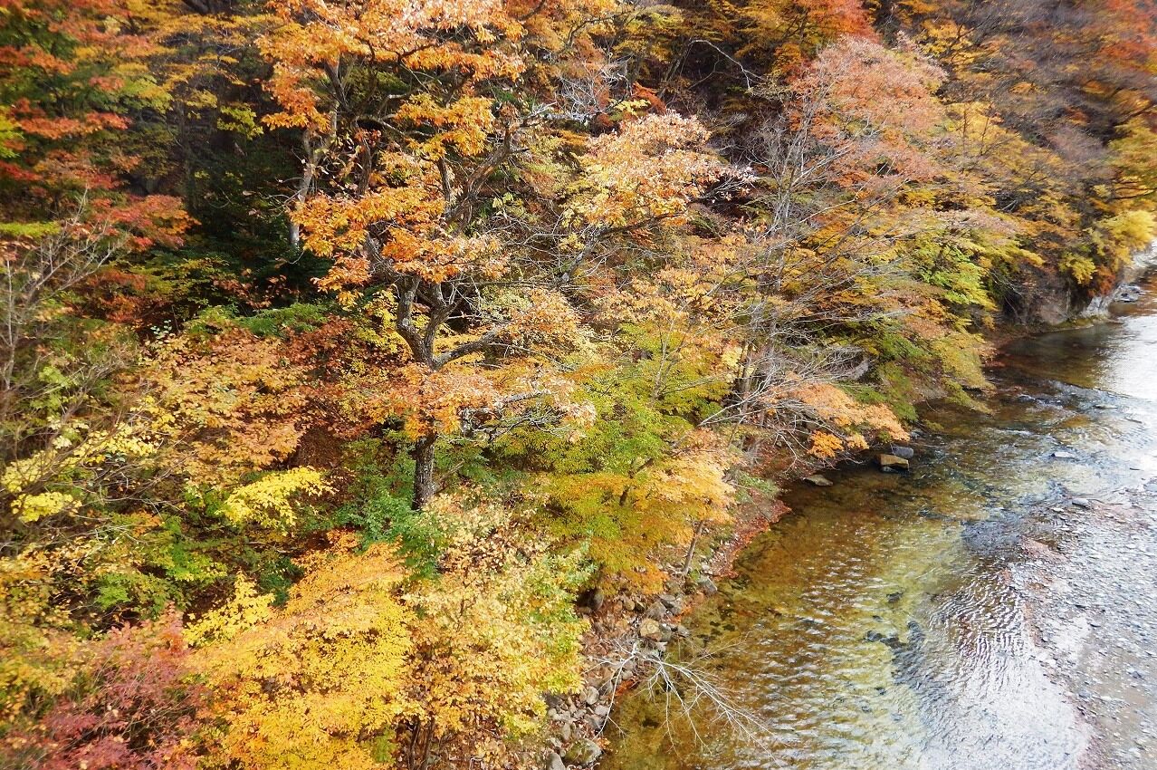塩原温泉紅葉情報 11 07 秋麗 秋うらら 吊橋が導く渓谷の森 塩原温泉ビジターセンター通信 塩原温泉紅葉情報 11 07 秋麗 秋うらら 吊橋が導く渓谷の森 塩原温泉ビジターセンター通信