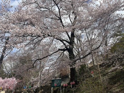 a実美桜IMG_4011