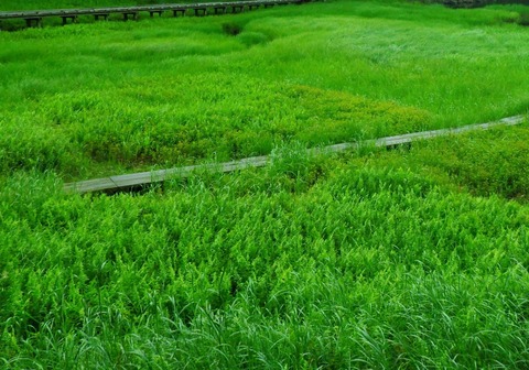 比較写真② 2023.07 大沼エゾミソハギ