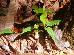 ツルリンドウ〈果実〉1