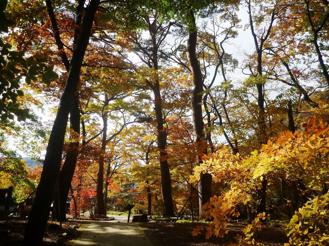 塩原温泉紅葉情報 18 11 04 錦秋の森の一期一会 塩原温泉ビジターセンター通信