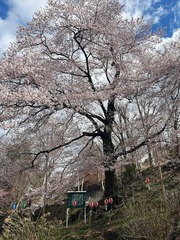 a実美桜IMG_4009