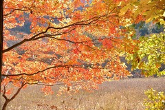 大沼_DSC1805_00276