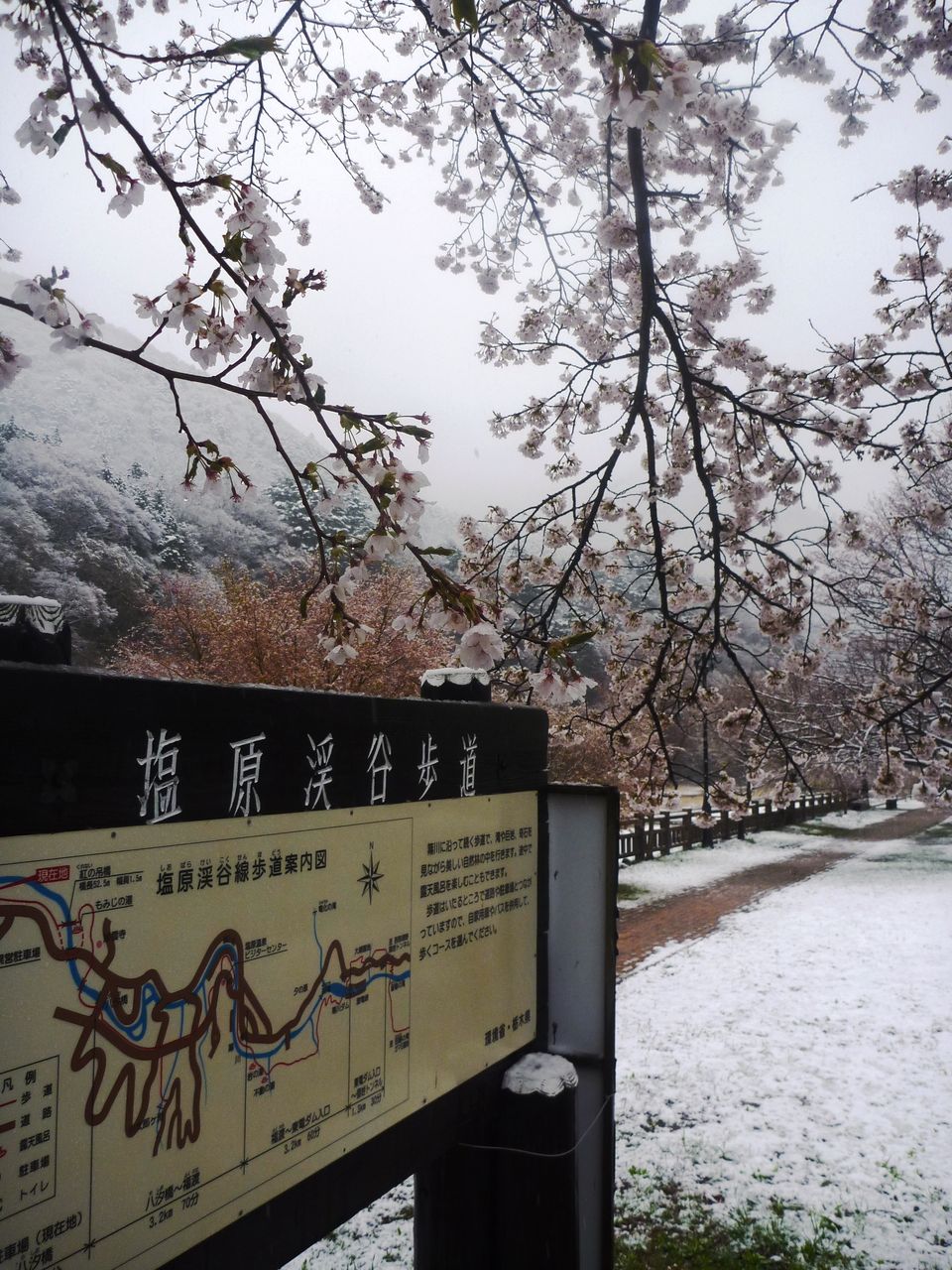 春雪舞う温泉街で 雪見桜 塩原温泉ビジターセンター通信 春雪舞う温泉街で 雪見桜 塩原温泉ビジターセンター通信
