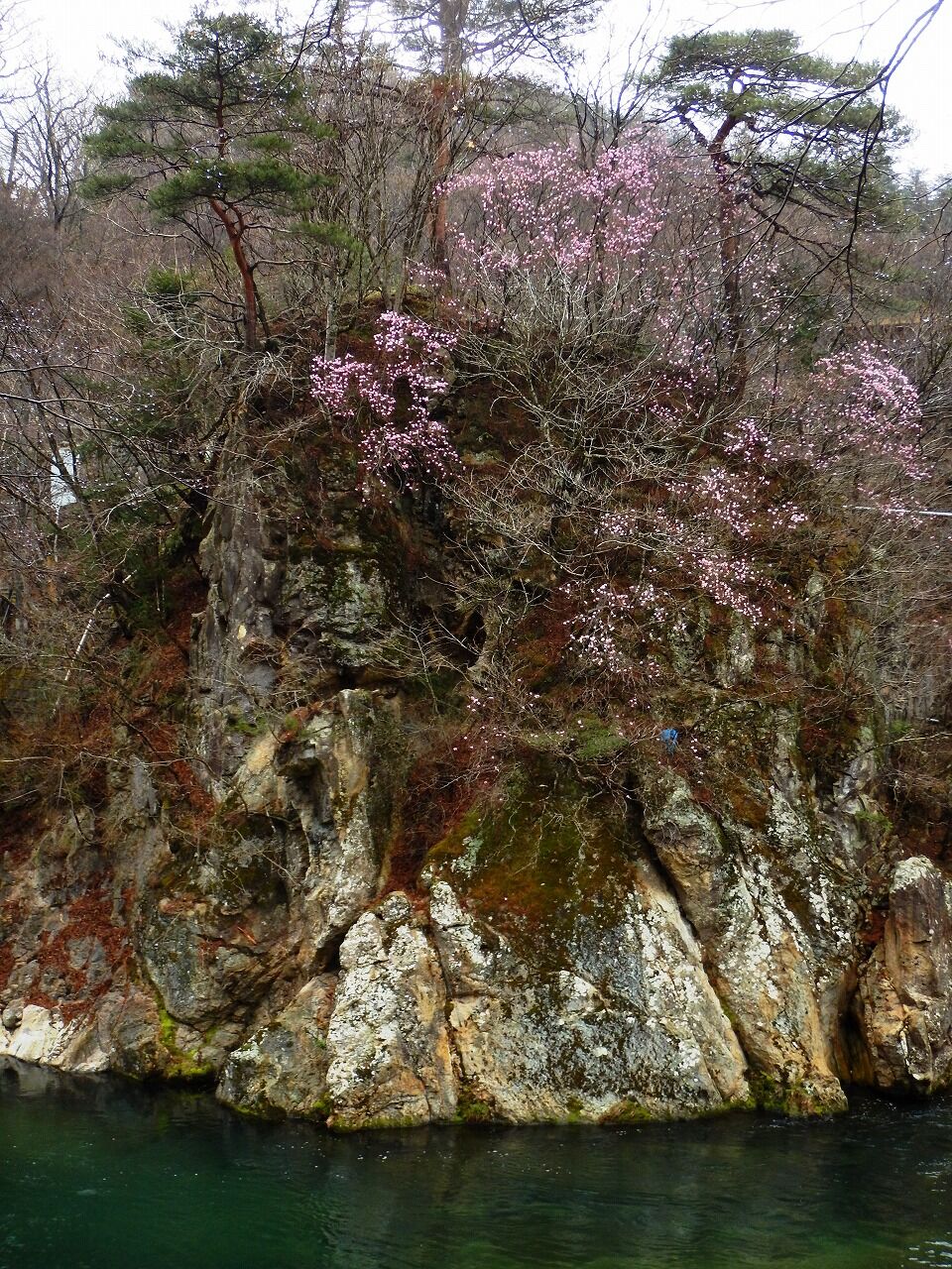塩原温泉フィールド情報 04 12 アカヤシオの花咲く渓谷へ 塩原温泉ビジターセンター通信