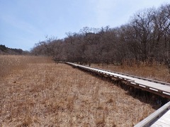 20P4095515