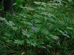 ヤマトリカブト1