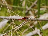 s-SDQ_7722-1