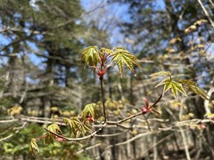 a20IMG_4042