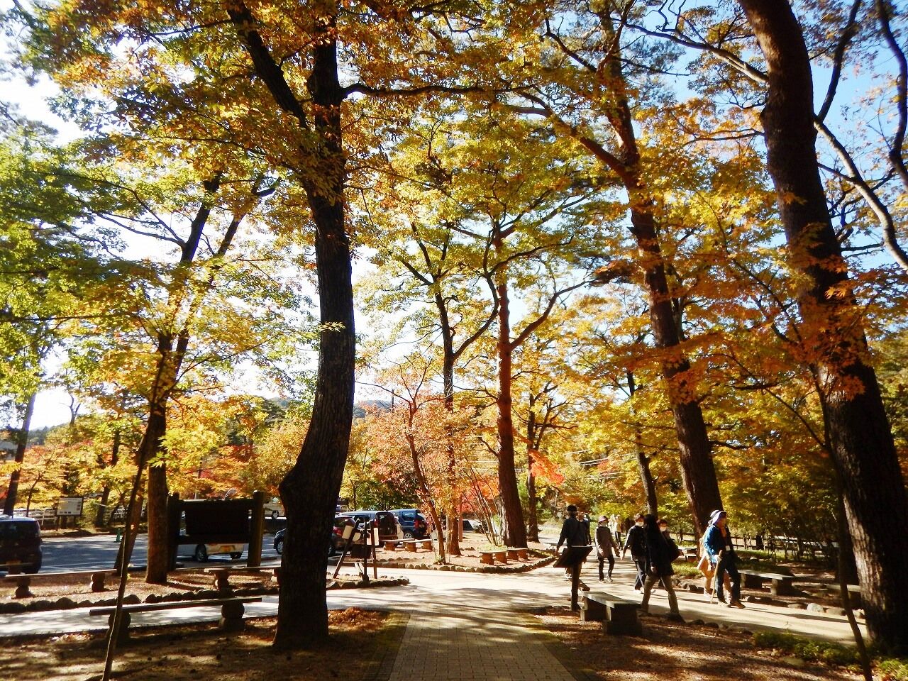 塩原温泉紅葉情報 11 01 秋麗 秋うらら 朝から輝く渓谷の紅葉 塩原温泉ビジターセンター通信 塩原温泉紅葉情報 11 01 秋麗 秋うらら 朝から輝く渓谷の紅葉 塩原温泉ビジターセンター通信
