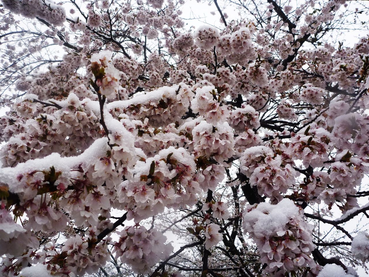 春雪舞う温泉街で 雪見桜 塩原温泉ビジターセンター通信