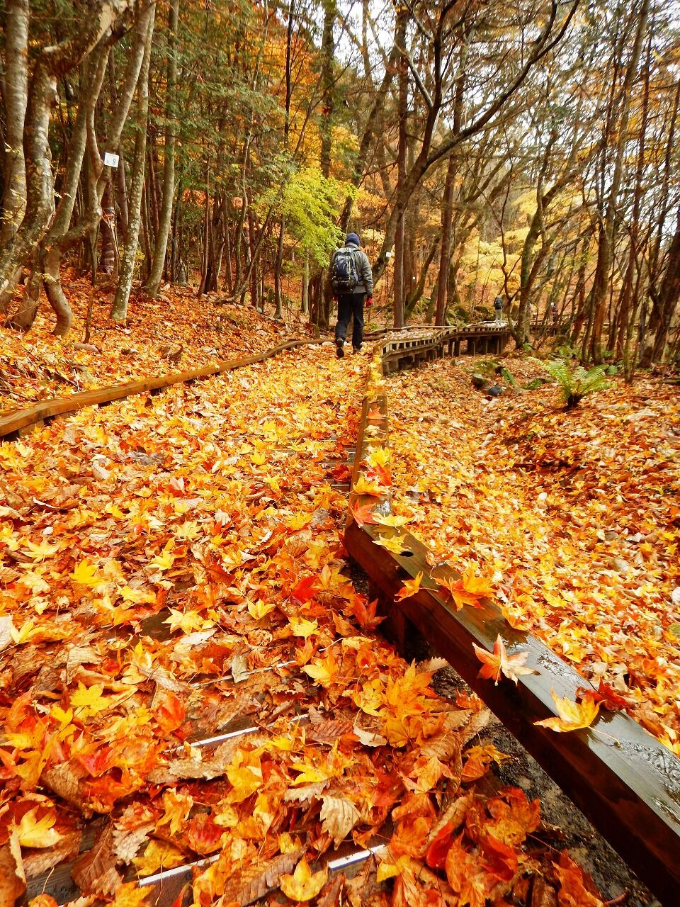 塩原温泉紅葉情報 11 05 秋麗 秋うらら 錦秋と晩秋を同時に堪能する紅葉狩り 塩原温泉ビジターセンター通信 塩原温泉紅葉情報 11 05 秋麗 秋うらら 錦秋と晩秋を同時に堪能する紅葉狩り 塩原温泉ビジターセンター通信