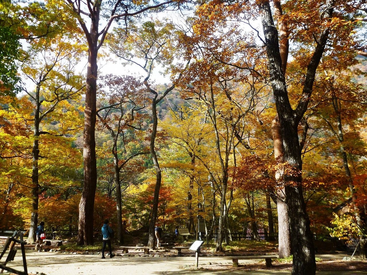 塩原温泉紅葉情報 18 11 04 錦秋の森の一期一会 塩原温泉ビジターセンター通信