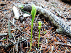 DSCN0678_01