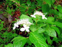 R0055875