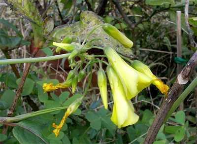 okizarisu-serunua-tubomi